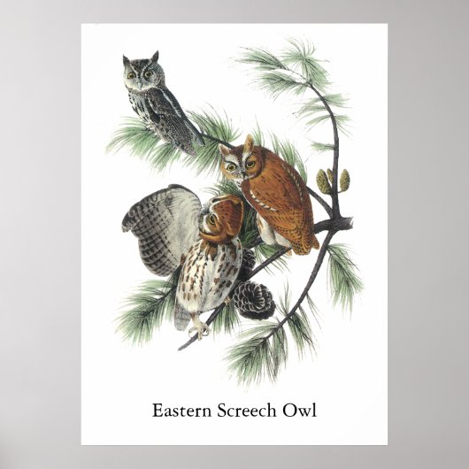 Eastern Screech Owl, John Audubon Poster (Voorkant)