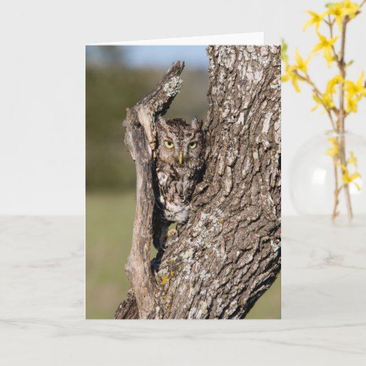 Eastern Screech Owl Kaart (Gele Bloem)