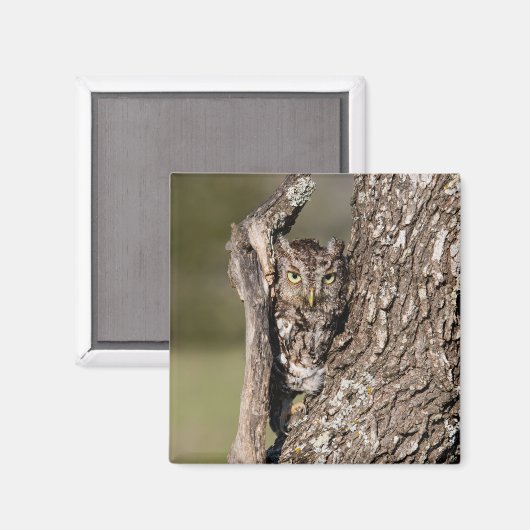 Eastern Screech Owl Magneet (Voorkant / Achterkant)