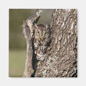 Eastern Screech Owl Magneet (Voorkant)
