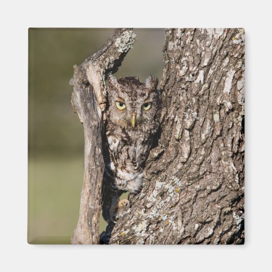 Eastern Screech Owl Magneet (Voorkant)