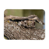Eastern Screech Owl Magneet (Horizontaal)