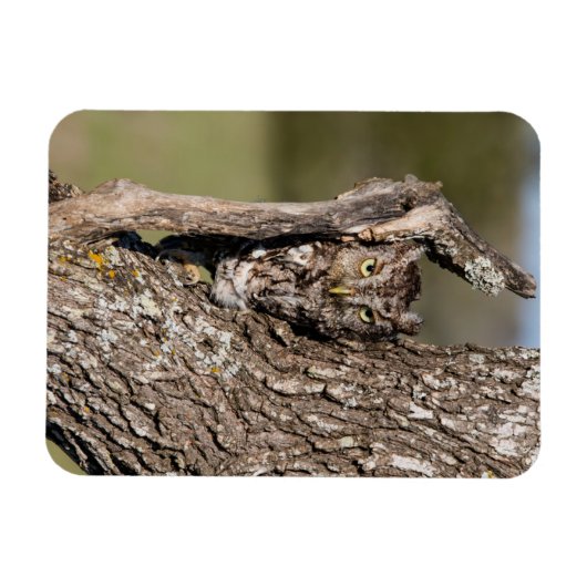 Eastern Screech Owl Magneet (Horizontaal)