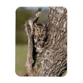 Eastern Screech Owl Magneet (Verticaal)