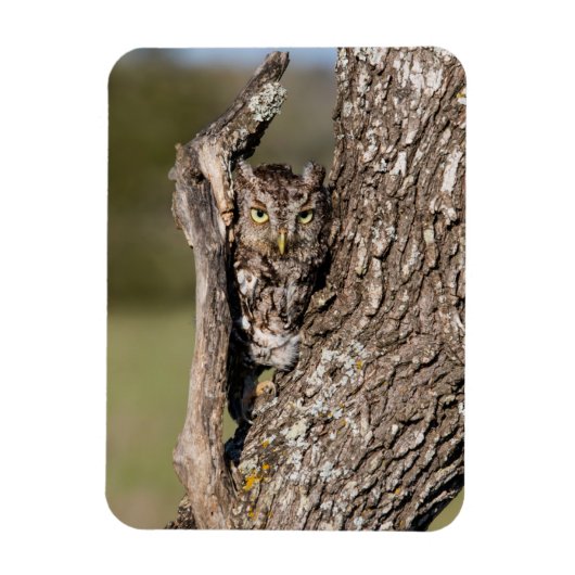 Eastern Screech Owl Magneet (Verticaal)
