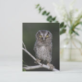 Eastern Screech Owl, Megascop asio, Otus 2 Briefkaart (Staand voorkant)