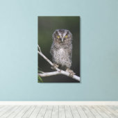 Eastern Screech Owl, Megascop asio, Otus 2 Canvas Afdruk (Insitu (Houten vloer))