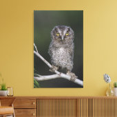 Eastern Screech Owl, Megascop asio, Otus 2 Canvas Afdruk (Insitu (Woonkamer))