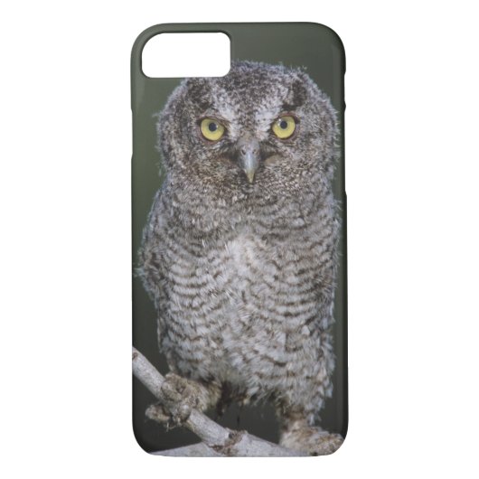 Eastern Screech Owl, Megascop asio, Otus 2 Case-Mate iPhone Case (Achterkant)