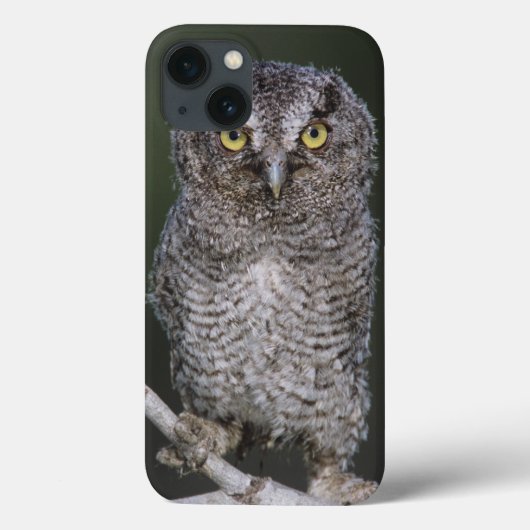 Eastern Screech Owl, Megascop asio, Otus 2 Case-Mate iPhone Case (Achterkant)