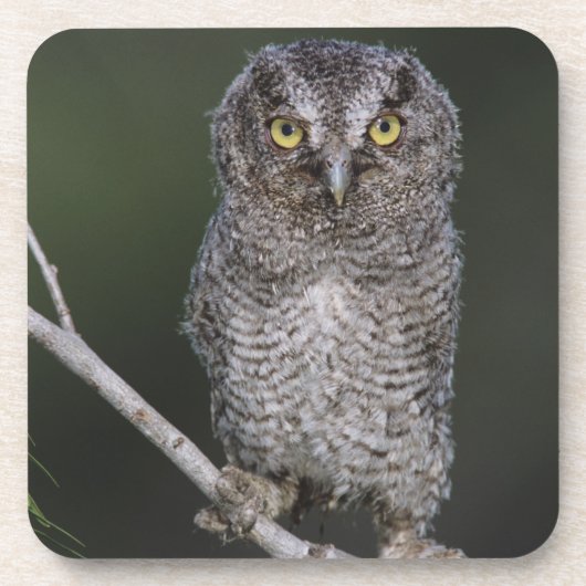 Eastern Screech Owl, Megascop asio, Otus 2 Drankjes Onderzetter (Voorkant)
