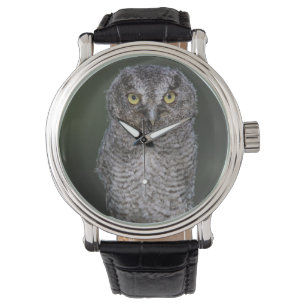 Eastern Screech Owl, Megascop asio, Otus 2 Horloge