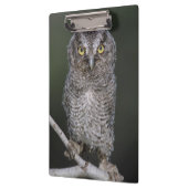 Eastern Screech Owl, Megascop asio, Otus 2 Klembord (Links)