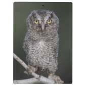 Eastern Screech Owl, Megascop asio, Otus 2 Klembord (Achterkant)