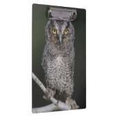 Eastern Screech Owl, Megascop asio, Otus 2 Klembord (Rechts)