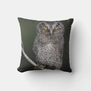 Eastern Screech Owl, Megascop asio, Otus 2 Kussen