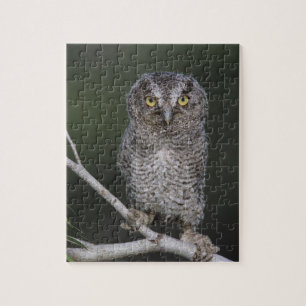 Eastern Screech Owl, Megascop asio, Otus 2 Legpuzzel