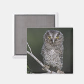 Eastern Screech Owl, Megascop asio, Otus 2 Magneet (Voorkant / Achterkant)