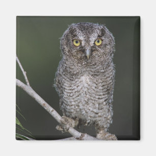 Eastern Screech Owl, Megascop asio, Otus 2 Magneet