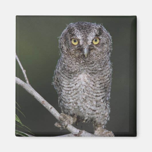 Eastern Screech Owl, Megascop asio, Otus 2 Magneet (Voorkant)