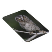 Eastern Screech Owl, Megascop asio, Otus 2 Magneet (Rechterzijde)