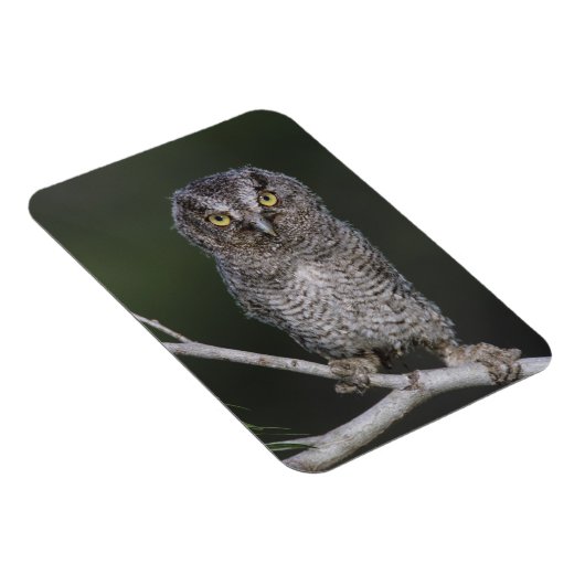Eastern Screech Owl, Megascop asio, Otus 2 Magneet (Rechterzijde)