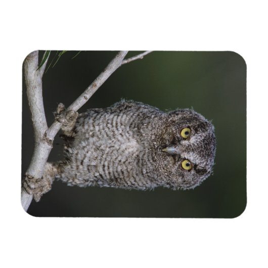 Eastern Screech Owl, Megascop asio, Otus 2 Magneet (Horizontaal)