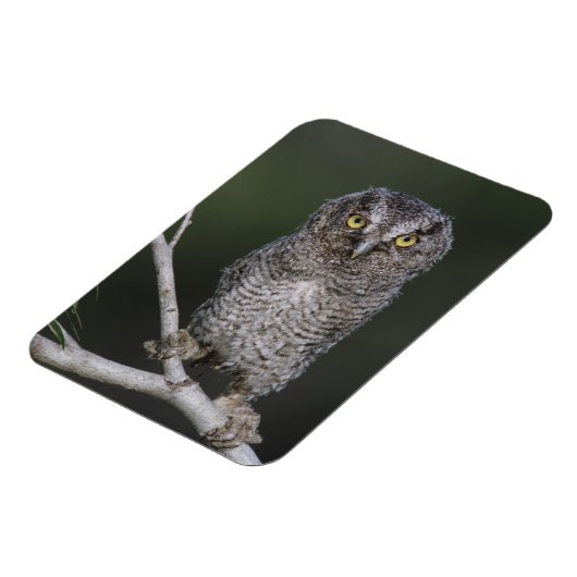Eastern Screech Owl, Megascop asio, Otus 2 Magneet (Linkerzijde)