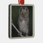 Eastern Screech Owl, Megascop asio, Otus 2 Metalen Ornament (Rechts)