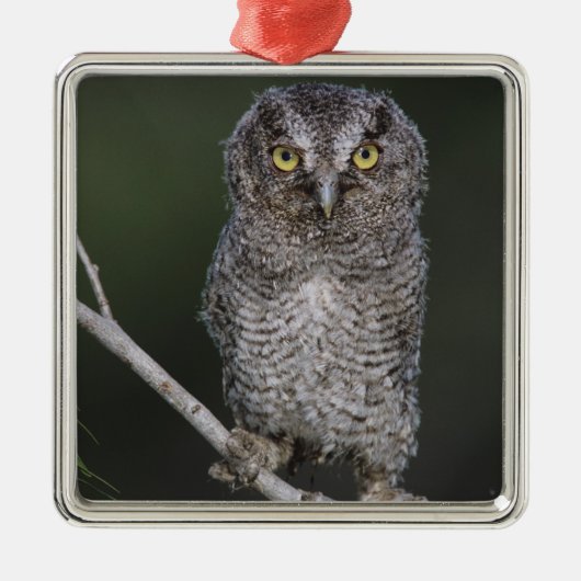 Eastern Screech Owl, Megascop asio, Otus 2 Metalen Ornament (Voorkant)