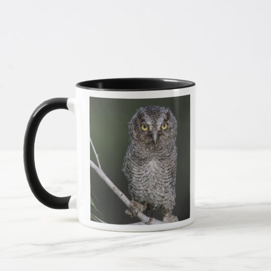 Eastern Screech Owl, Megascop asio, Otus 2 Mok (Links)