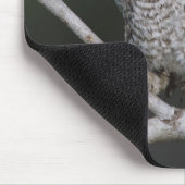 Eastern Screech Owl, Megascop asio, Otus 2 Muismat (Hoek)