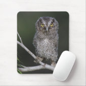 Eastern Screech Owl, Megascop asio, Otus 2 Muismat (Met muis)