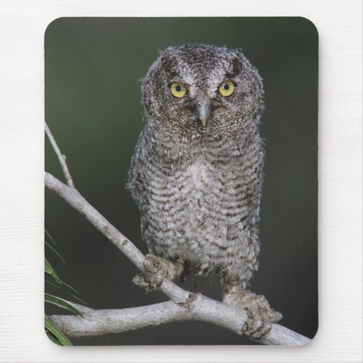 Eastern Screech Owl, Megascop asio, Otus 2 Muismat (Voorkant)