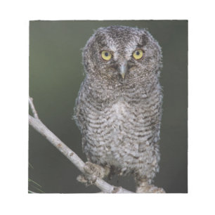Eastern Screech Owl, Megascop asio, Otus 2 Notitieblok