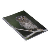Eastern Screech Owl, Megascop asio, Otus 2 Notitieboek (Rechterzijde)