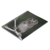 Eastern Screech Owl, Megascop asio, Otus 2 Notitieboek (Linkerzijde)