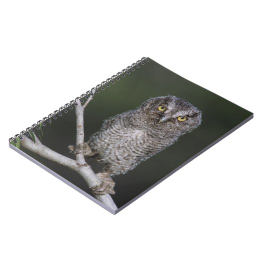 Eastern Screech Owl, Megascop asio, Otus 2 Notitieboek (Linkerzijde)