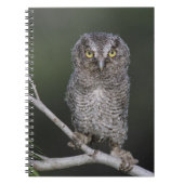 Eastern Screech Owl, Megascop asio, Otus 2 Notitieboek (Voorkant)