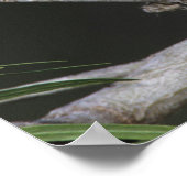 Eastern Screech Owl, Megascop asio, Otus 2 Poster (Hoek)