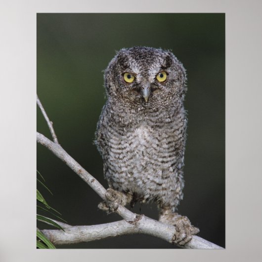 Eastern Screech Owl, Megascop asio, Otus 2 Poster (Voorkant)