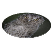 Eastern Screech Owl, Megascop asio, Otus 2 Snijplank (Hoek)