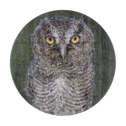 Eastern Screech Owl, Megascop asio, Otus 2 Snijplank (Voorkant)