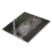 Eastern Screech Owl, Megascop asio, Otus 2 Tegeltje (Zijkant)
