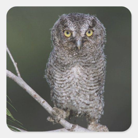 Eastern Screech Owl, Megascop asio, Otus 2 Vierkante Sticker (Voorkant)