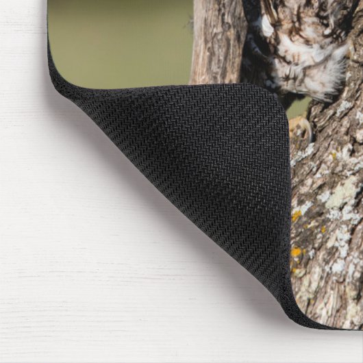 Eastern Screech Owl Muismat (Hoek)