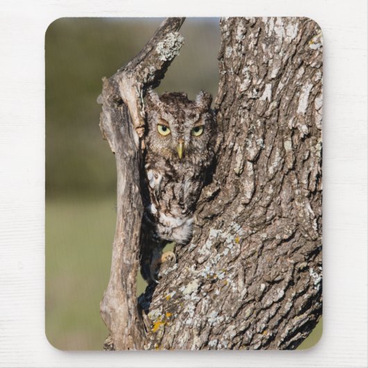 Eastern Screech Owl Muismat (Voorkant)