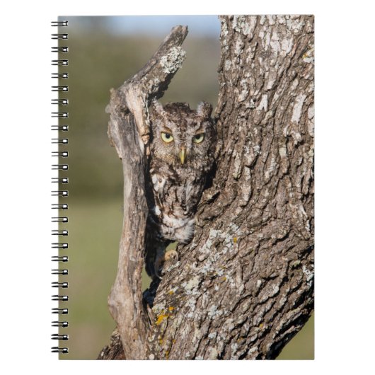 Eastern Screech Owl Notitieboek (Voorkant)