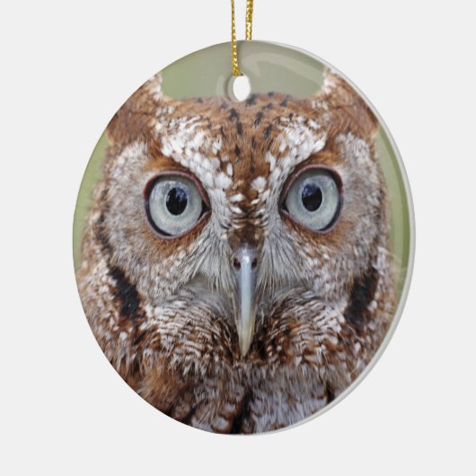 Eastern Screech Owl Photography Ornament (Links)
