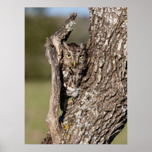 Eastern Screech Owl Poster